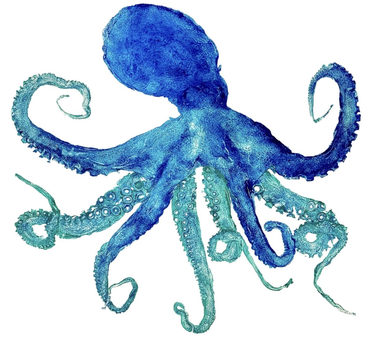 Blue Octopus 16"x16"