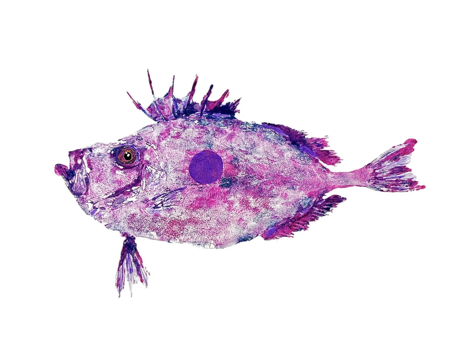 Pink John Dory 18"x14"