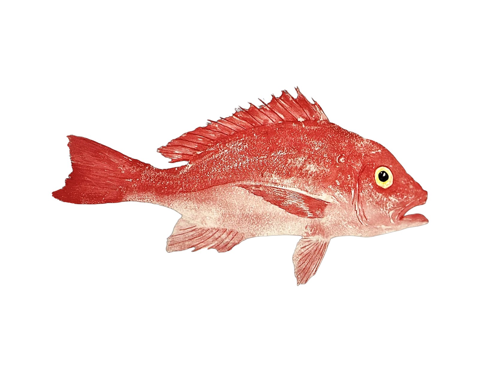 Red Snapper 18"x14"