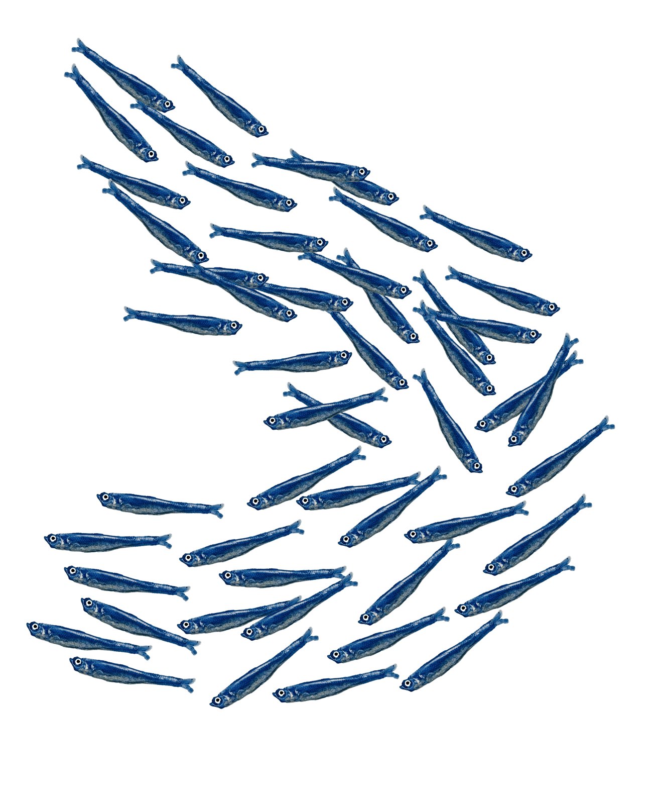 Sardine Downflow 18"x24"