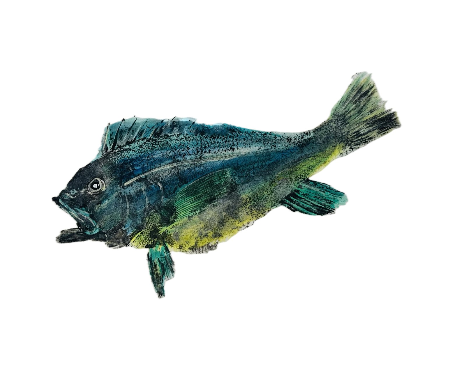 Seabass Mahi Style 18"x14"